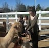 Alpacas Of Menifee Valley company logo