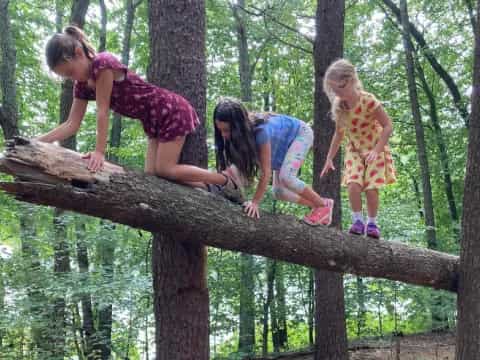 a group of girls climbing a tree