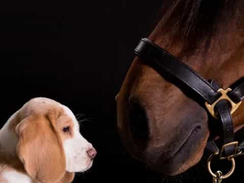 a dog and a horse