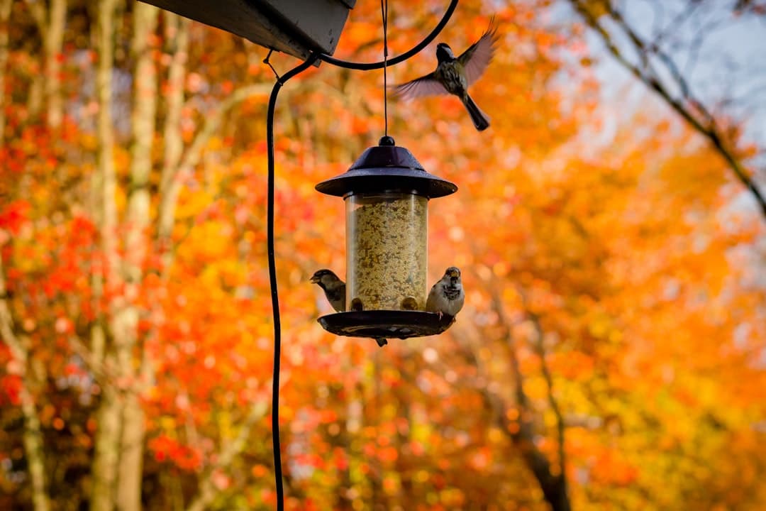black bird on brown bird feeder during daytime