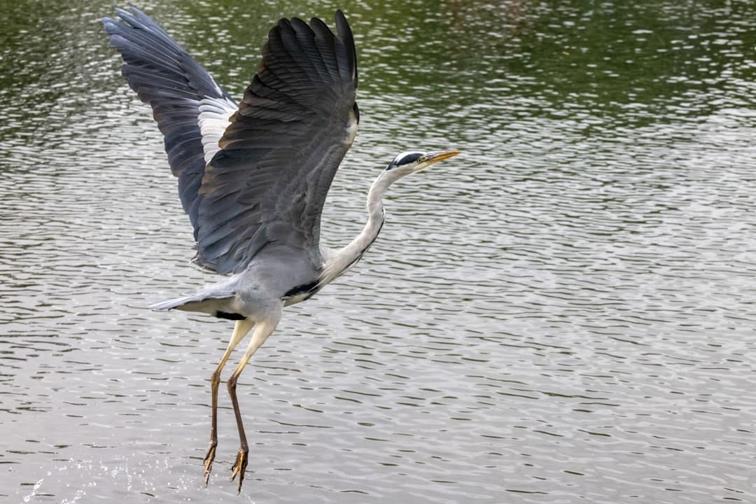 grey heron flying over the sea during daytime