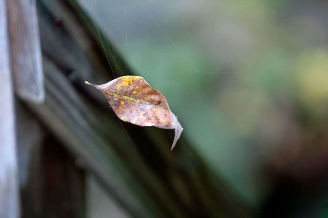 a leaf that is sitting on a window sill