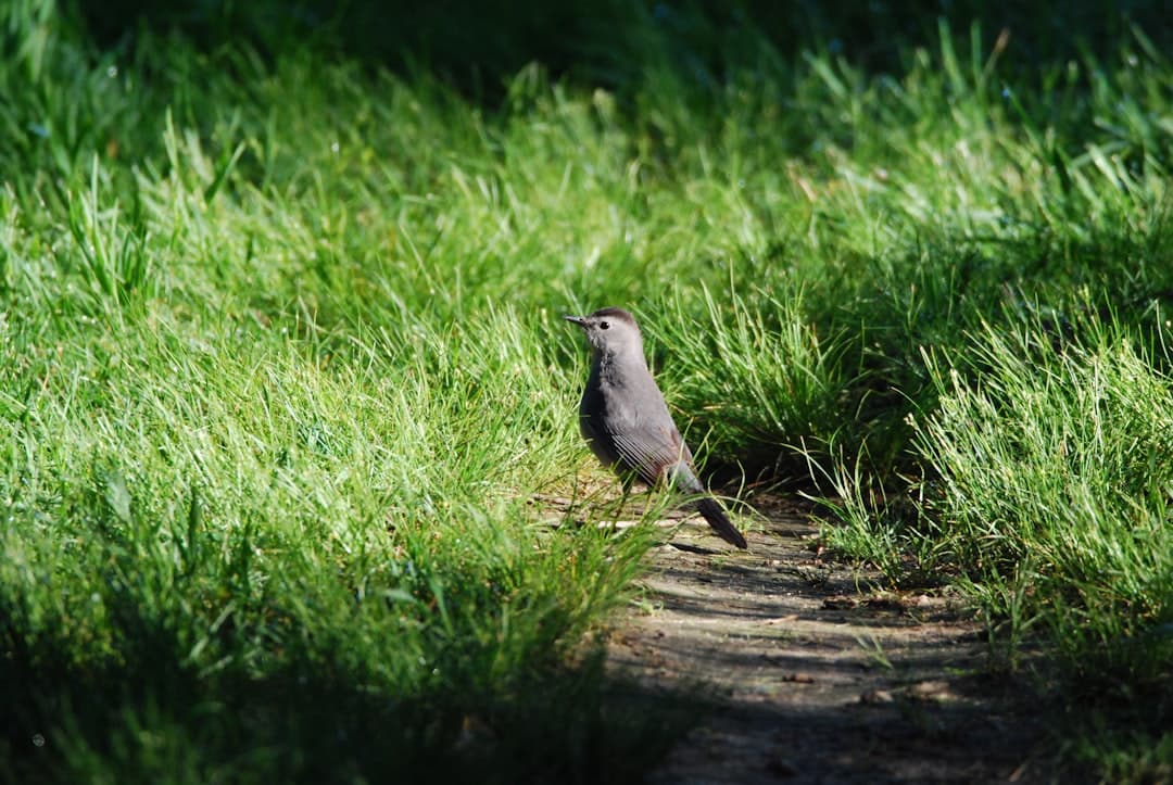 a bird standing on a path in a grassy area