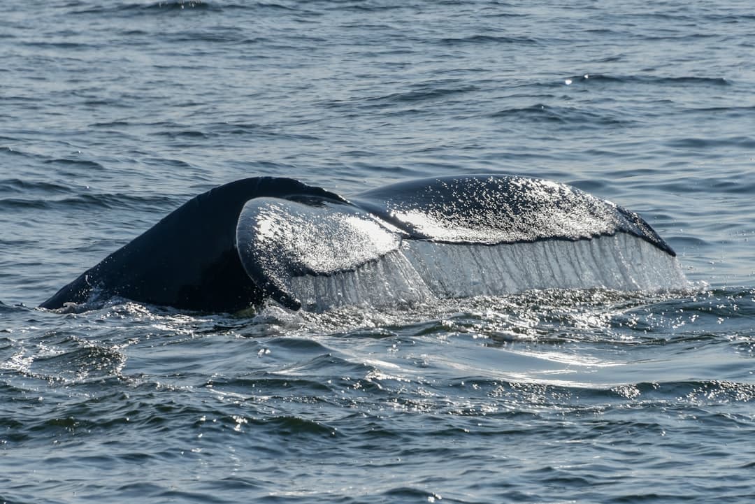 a gray whale's tail flups out of the water
