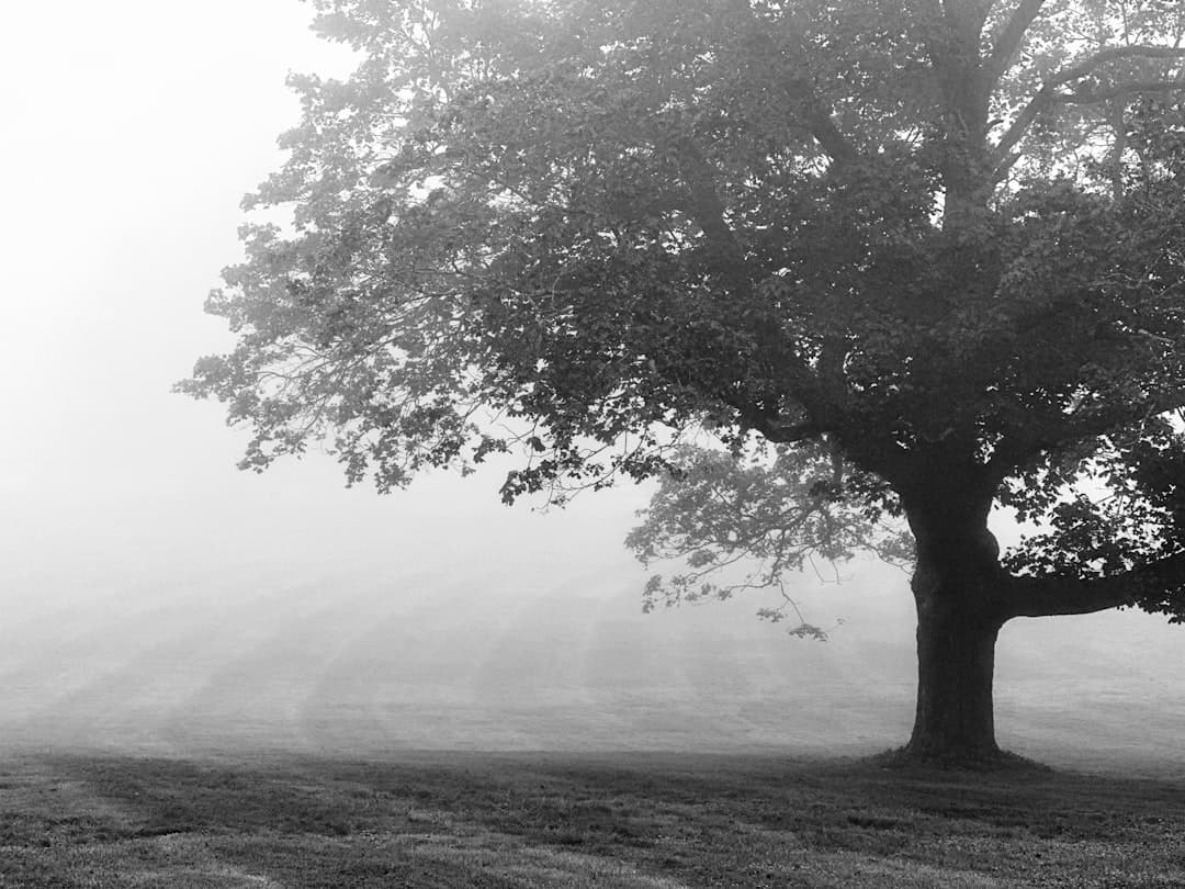 a black and white photo of a tree in a foggy field