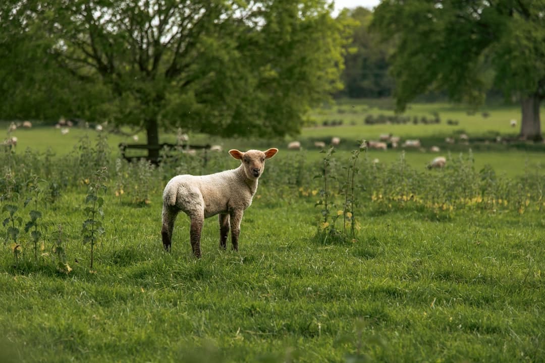 a small lamb standing in a field of grass